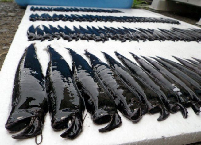 У берегов Японии выловили множество странных черных рыб