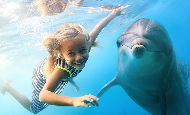 Дельфины: вторые разумные существа на земле!