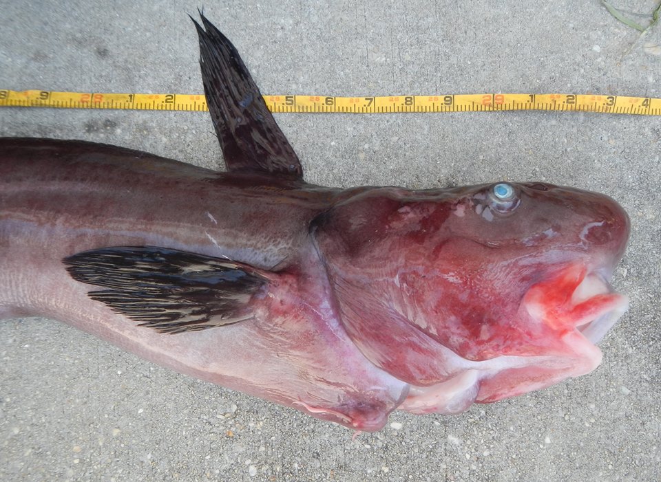 Странную рыбу выловили во Флориде