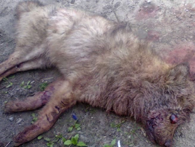 В Сумской области убили странную собаку