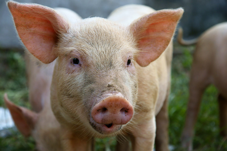 Людям готовы пересаживать легкие генно-модифицированных свиней