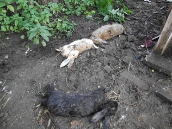 Владимирскую область несколько лет терроризируют собаки -мутанты