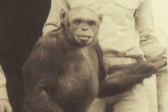 Странный шимпанзе Оливер мог быть гибридом человека и обезьяны