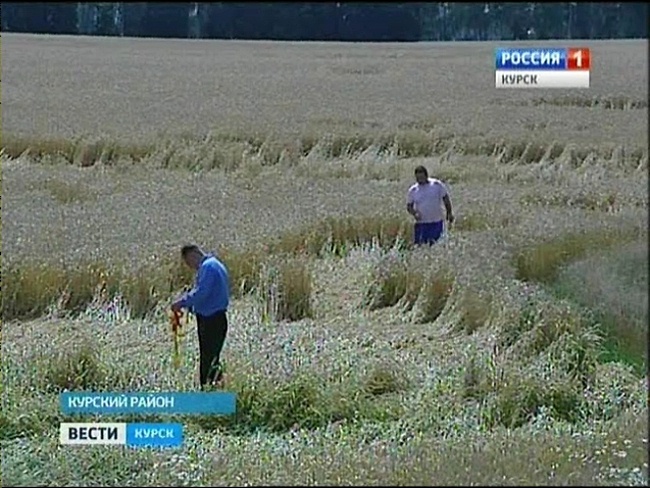 Необычные узоры на полях Курской области 