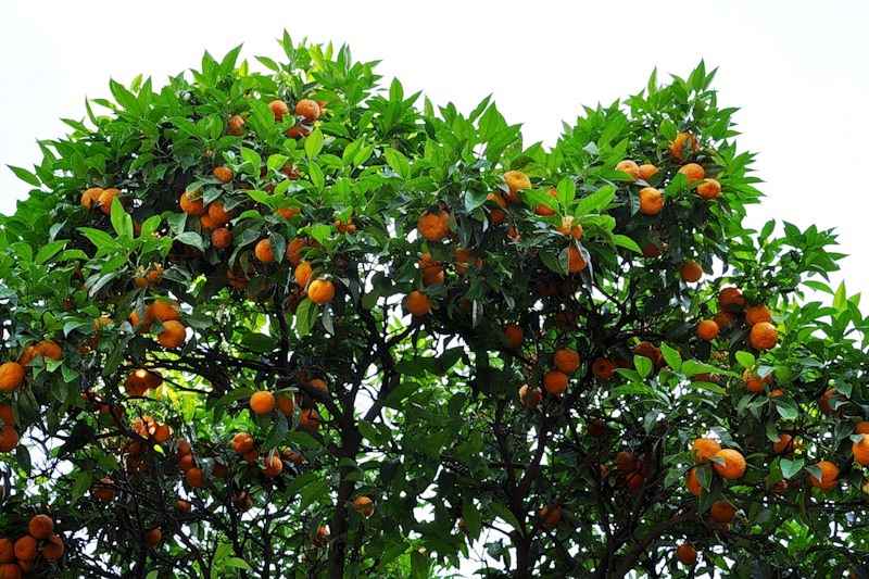 Прогнозы специалистов по климату: Уже в этом веке в Поволжье будут расти мандарины