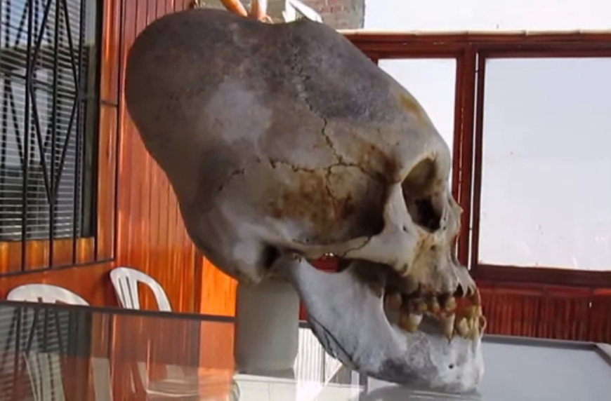 Два новых удлиненных черепа обнаружены и выставлены в Паракасе, Перу, в 2014 г.