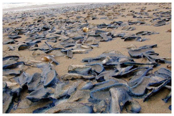 Миллионы медуз выбросило на берег в Калифорнии