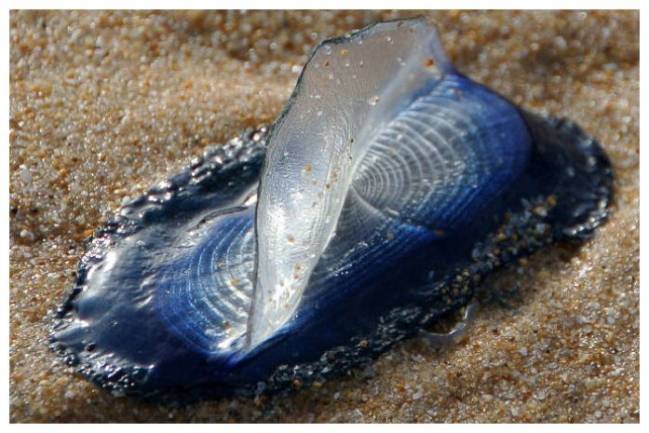 Миллионы медузоподобных существ выбросило на берег в Калифорнии