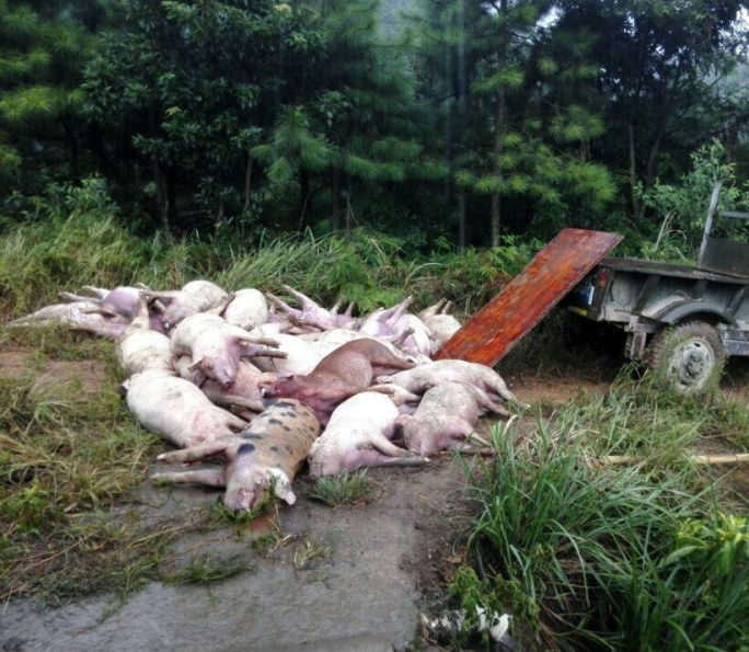 В Китае шаровая молния убила сотни свиней
