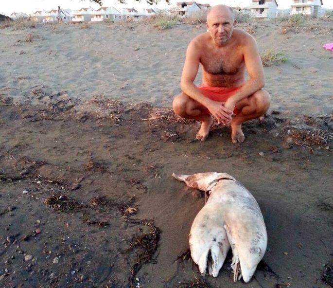 На пляже в Турции нашли двухголового дельфина