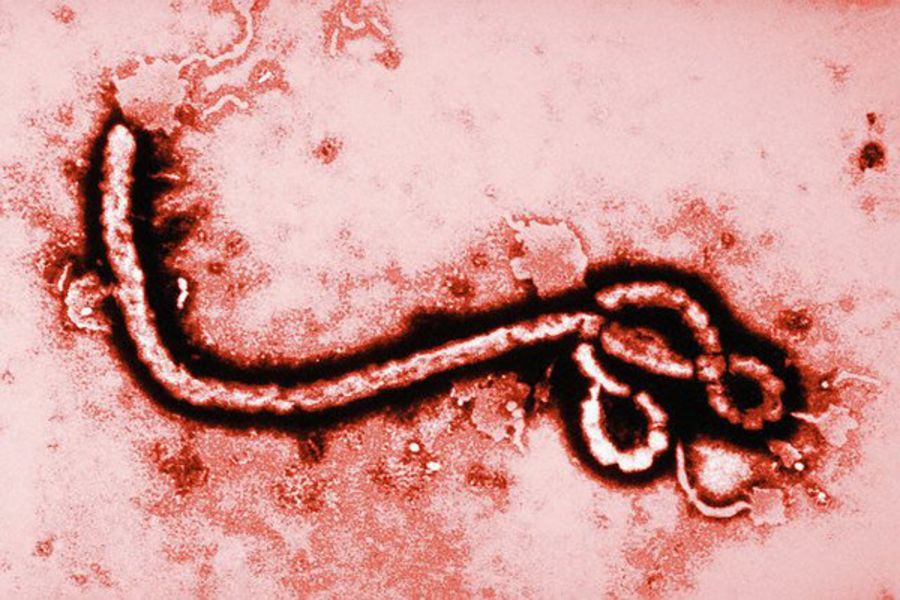 Кошмарная лихорадка Эбола
