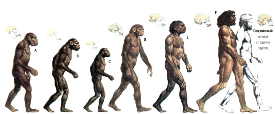 10 любопытных фактов о странностях эволюции человека
