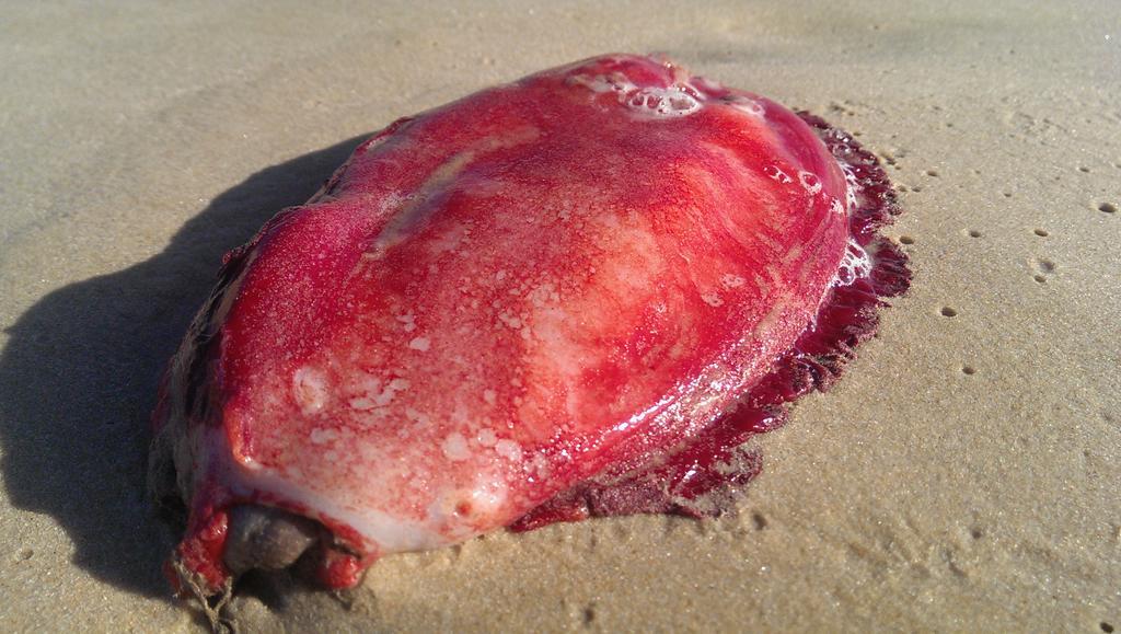 Неопознанное морское существо выбросило на австралийский пляж