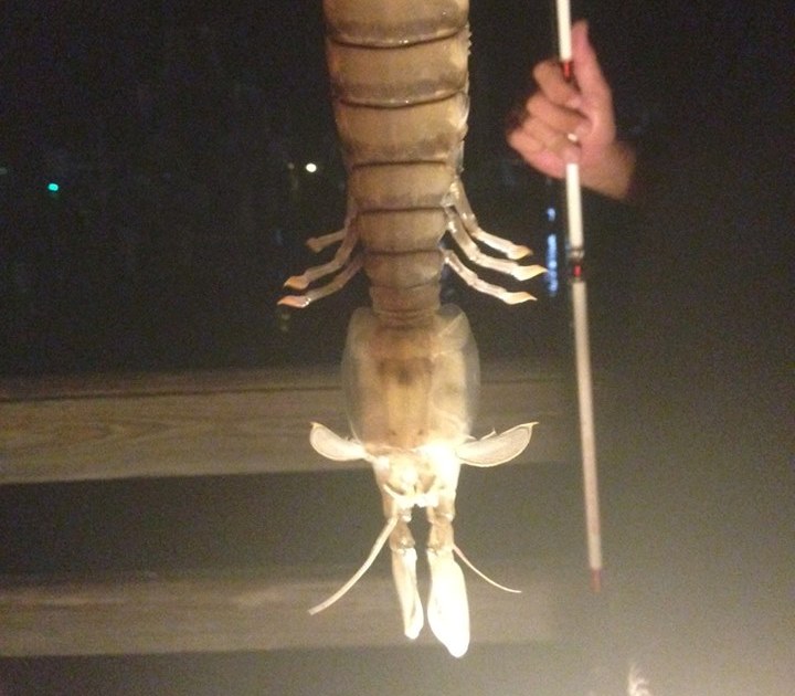 Рыбак из Флориды выловил огромное ракообразное существо