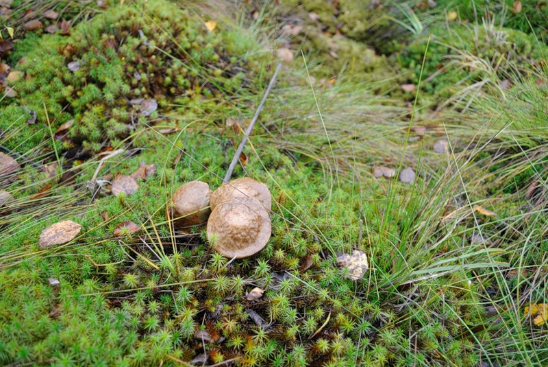 Изменение климата повлияло на финские грибы