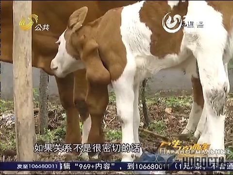 В Китае родился шестиногий теленок