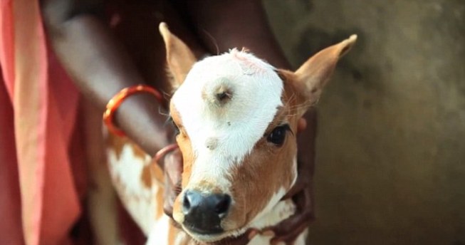 Трехглазый теленок в Индии признан воплощением бога Шивы