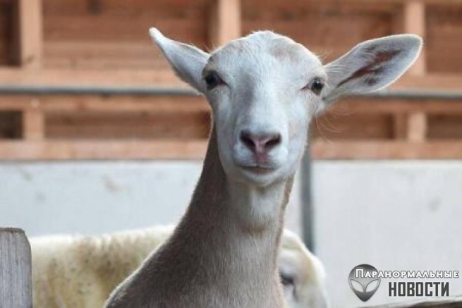В Германии живет единственный в мире гибрид овцы и козы