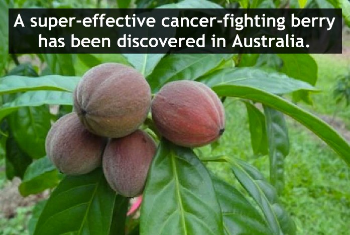 Австралийская ягода излечила мышей от раковых опухолей