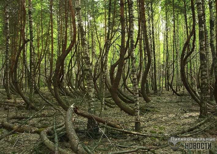 Космопоиск изучает аномальный лес в Рязанской области