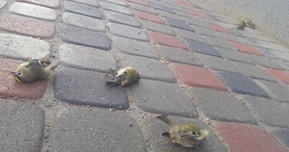 В Тюмени по непонятной причине умирают птицы