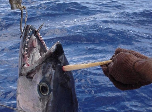 Австралиец поймал рогатого тунца