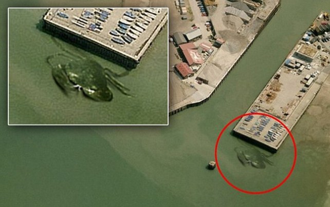 В британской гавани засняли 15-метрового краба