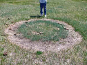 США, штат Нью-Мексико, 29 мая 2009 года. Странный круг, появившийся в 23 метрах от останков забитого животного.
