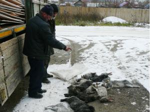Чупакабра в Свердловской области задушила и сложила в ряд кроликов 