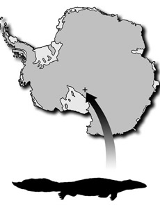Лягушкодилы – примерно так называют темоспондильных. На иллюстрации также показано место, где в Антарктиде было найдено ископаемое <i>Kryostega collinsoni</i> (иллюстрация Christian Sidor).