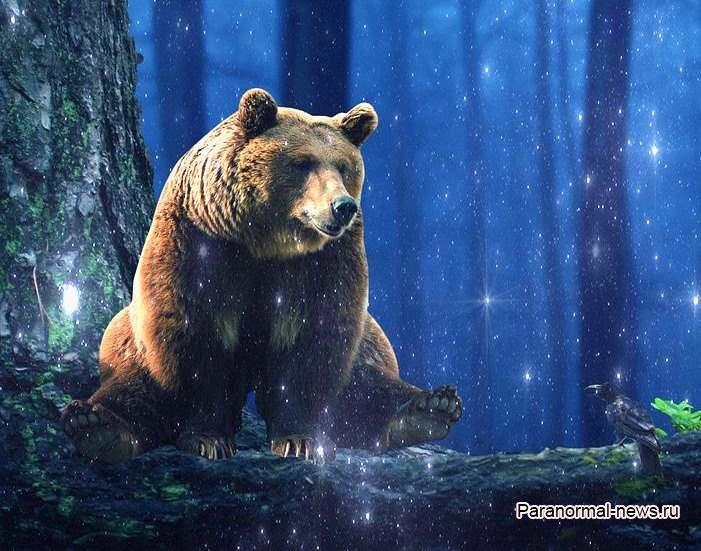 Призрачный медведь Клэпхэмского леса оставляет следы и убивает собак