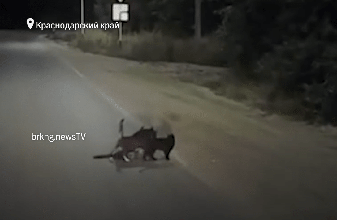 Две кошки перевели через дорогу «собаку-инвалида». Видеофакт