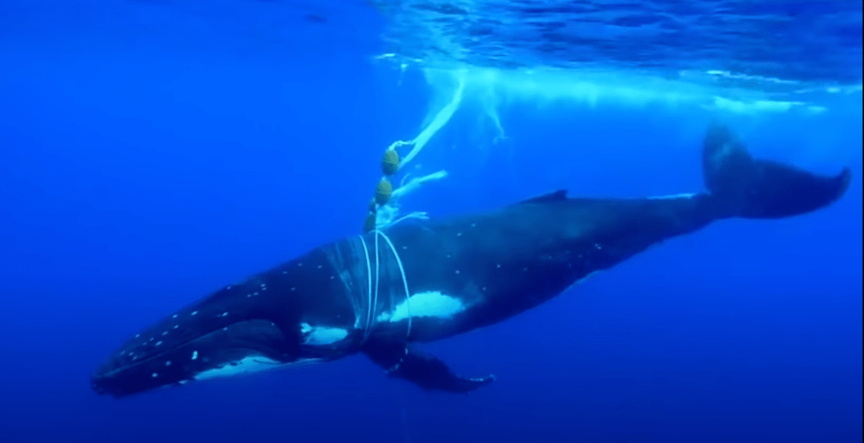 Как плачет кит когда попадает в сети. Огромный кит и его звук шокировал людей, его спасли в океане