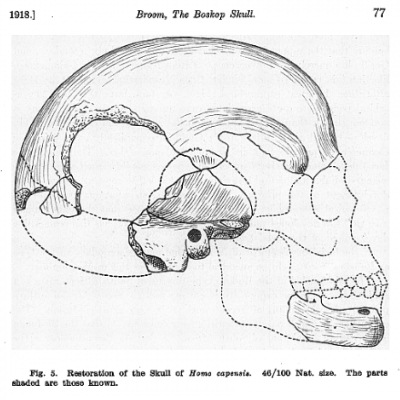 Загадка боскопского черепа с большим объемом мозга