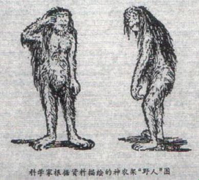 Китайский аналог йети: Древний реликт или одичалый человек?