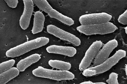 В человеке нашли 145 чужих генов, взятых у бактерий и вирусов