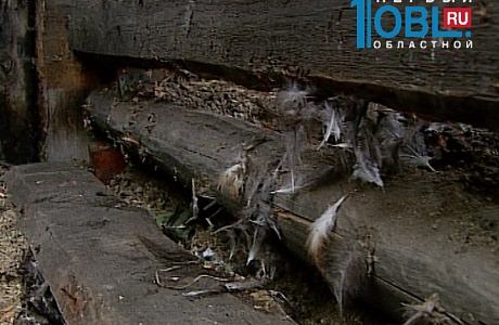 В Челябинской области зафиксировано нападение на кур неизвестного зверя