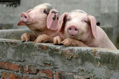 В Японии через 5-10 лет вырастят человеческие органы в телах свиней