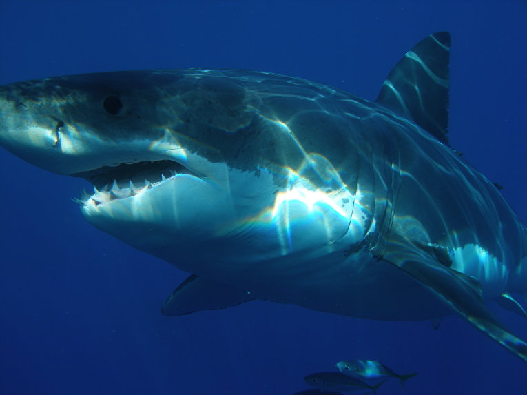 Из-за глобального потепления белые акулы и другие теплолюбивые виды заплывают в северные моря
