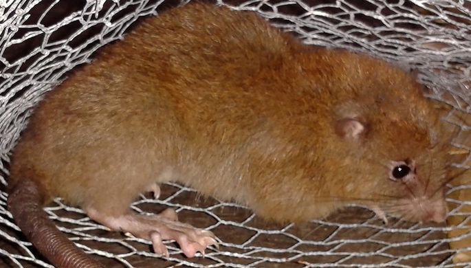 На Соломоновых островах нашли гигантских крыс, которые ранее считались выдумкой аборигенов