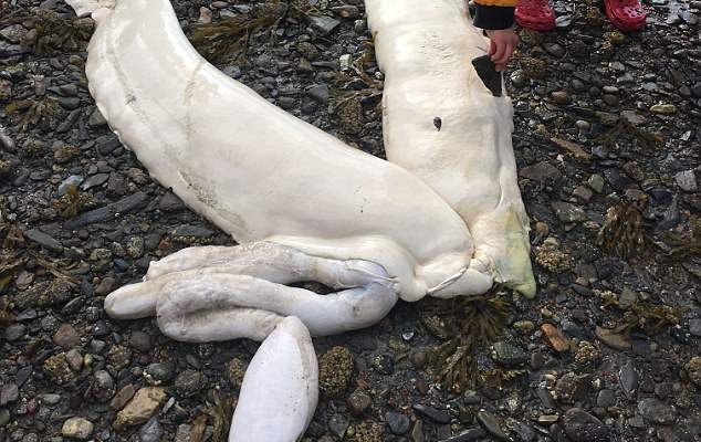 На берег Аляски выбросило останки пока неопознанного живого существа