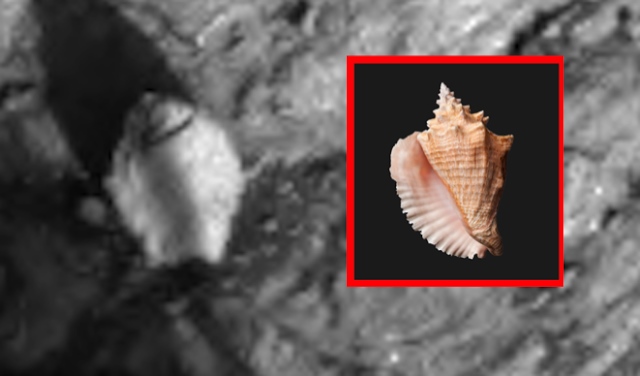 На новых фото с Марса прямо рядом с опорами марсохода видны объекты, похожие на морские раковины