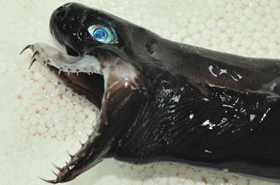 У берегов Тайваня рыбаки выловили акул с зубами как у 