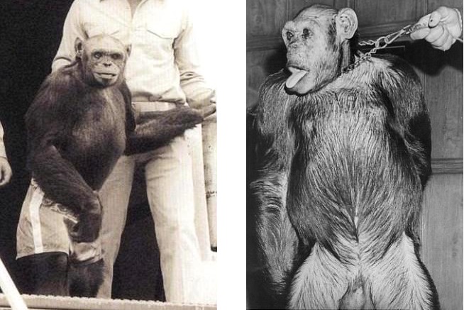 При расшифровке генома гориллы было установлено. Человек примат. Шимпанзе и человек. Скрещивание обезьян с людьми.