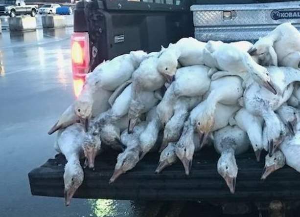 На город в штате Айдахо с неба внезапно упало свыше 50 мертвых гусей