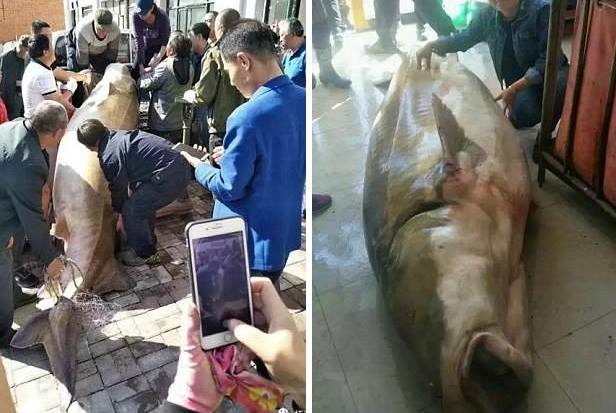Китайцы поймали в реке Амур огромную рыбу калугу