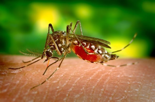 В Италии создали комаров-гермафродитов с отредактированными генами