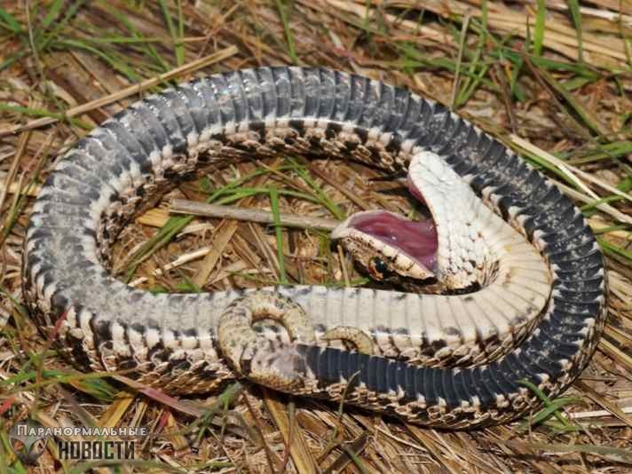 Эта змея из Северной Америки имеет удивительный защитный механизм