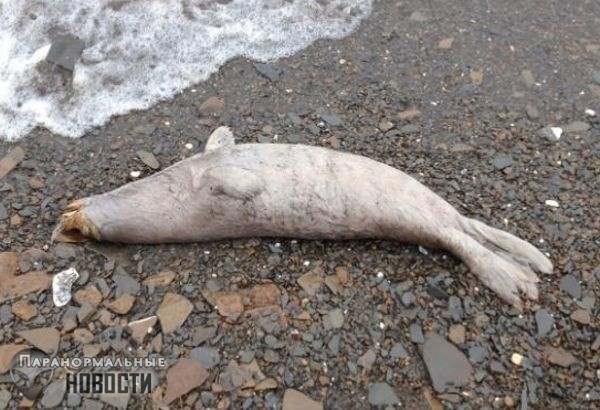 60 мертвых тюленей выбросило на берег Аляски