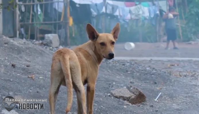 Странную собаку с женской грудью видели в Мексике